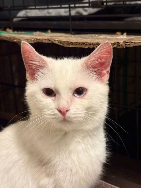 Вот такая красота осталась бесхозной в Москве и скоро будем вынуждены возвращать его в Донецк из Москвы