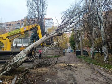 Алексей Кулемзин: Работники коммунальной сферы оперативно отреагировали на информацию об упавшем дереве вблизи жилого дома № 9 по пр. Ильича