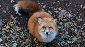 В городском округе Мариуполь прошла вакцинация плотоядных животных от бешенства