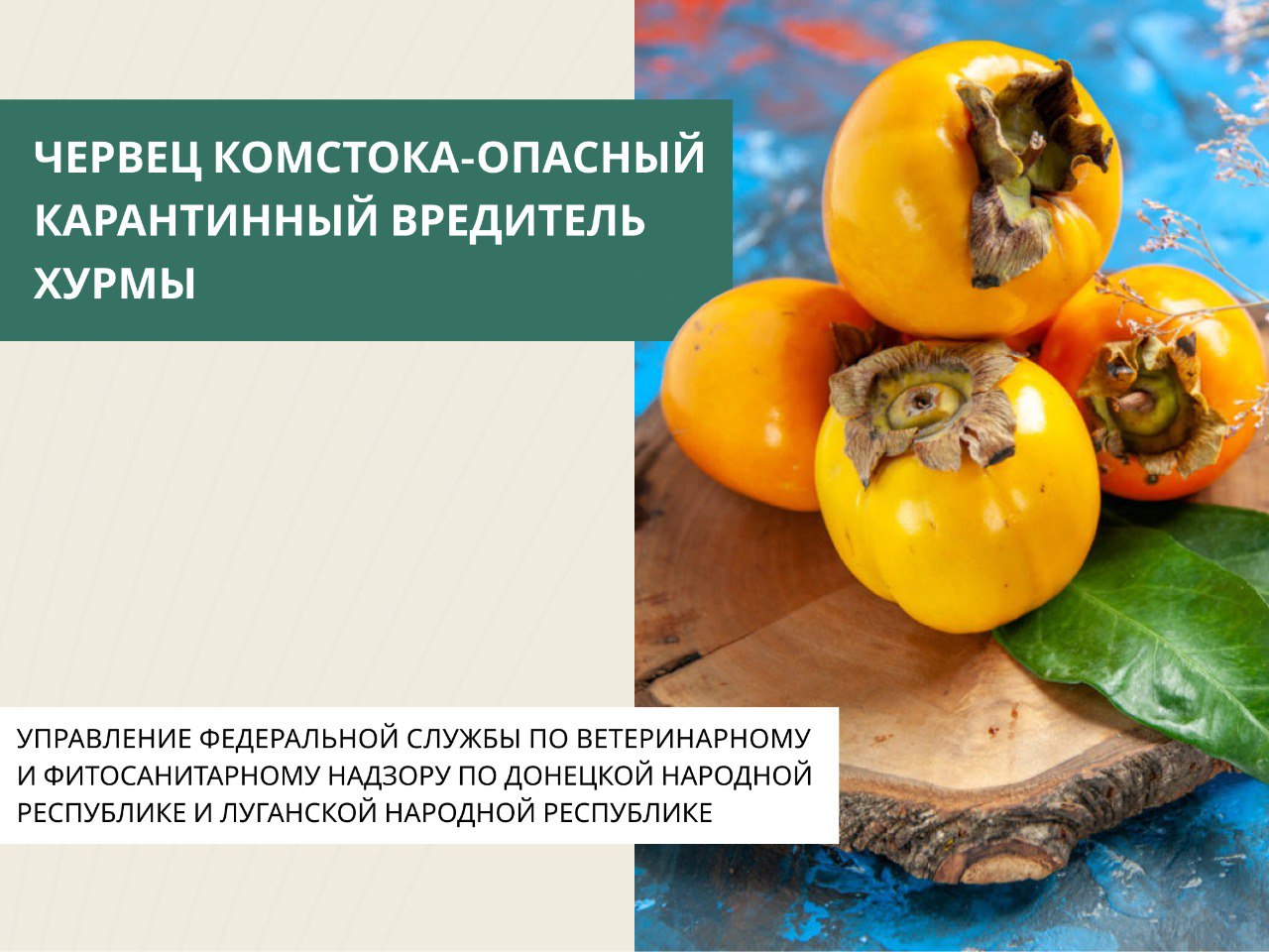 Червец Комстока – опасный и трудноискоренимый вредитель, имеющий статус карантинного на территории России и Евразийского экономического союза