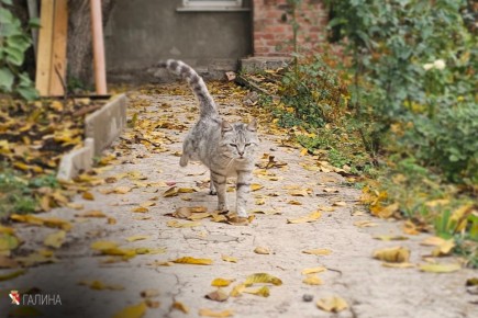 Доброе утро!. #НашОкруг #ЕнакиевоВобъективе #ТалантыЕнакиево