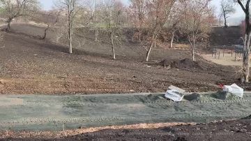 Парк у моря заметно меняется — специалисты из Санкт-Петербурга продолжают превращать эту территорию в современное и удобное пространство для отдыха