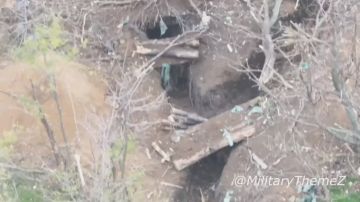 Только пыль и цокот поросячих копыт