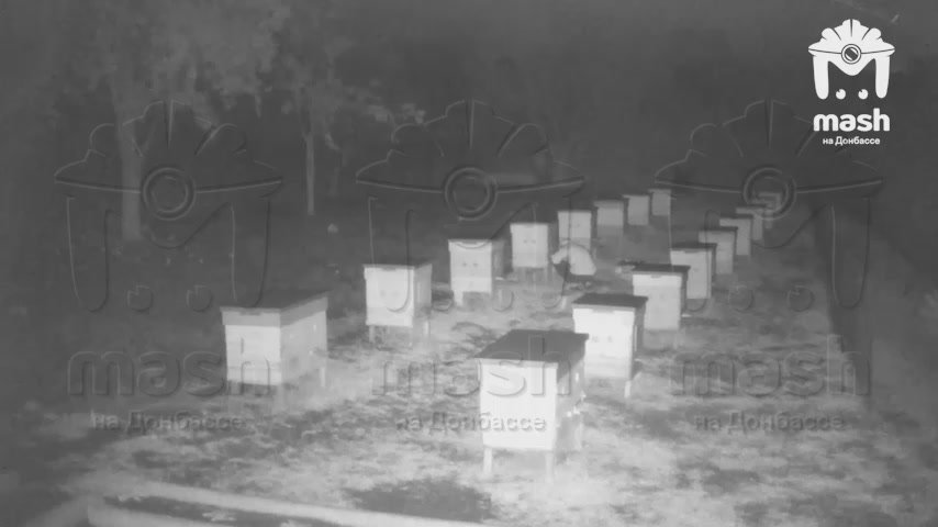 Косолапый мишка воришка украл мёд у пасечника в СНТ Волна (ДНР)