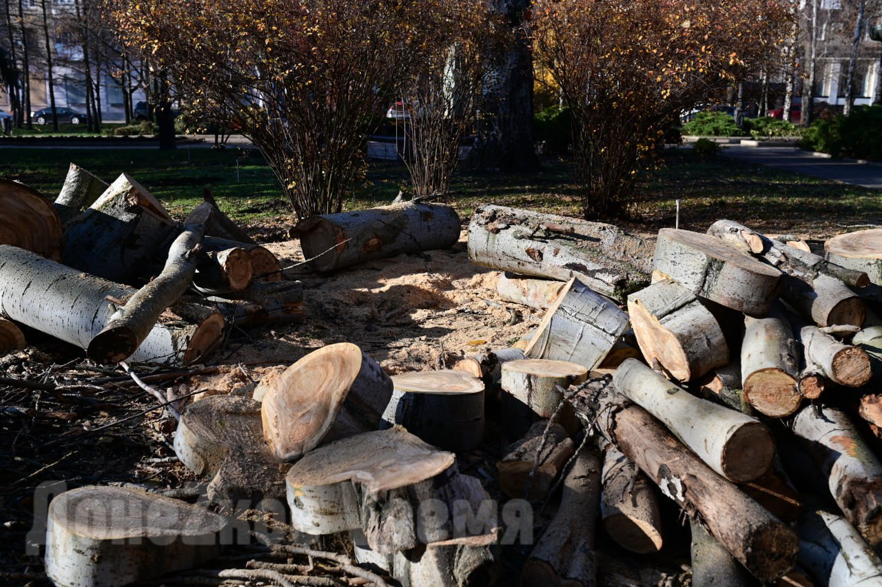 Стало светлее и безопаснее: на бульваре Пушкина в Донецке кронировали старые деревья Стало светлее и безопаснее: на бульваре Пушкина в Донецке кронировали старые деревья