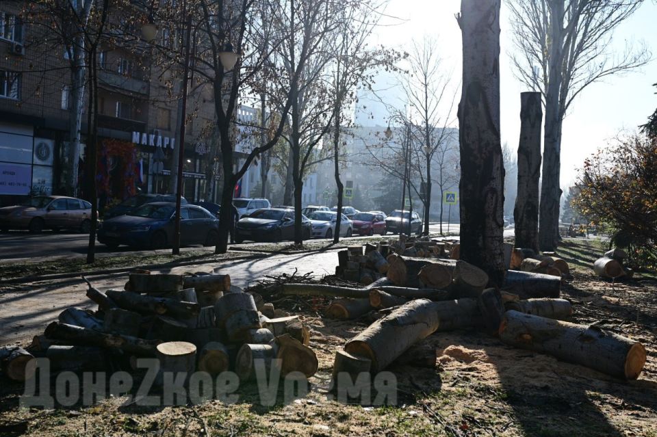 Стало светлее и безопаснее: на бульваре Пушкина в Донецке кронировали старые деревья Стало светлее и безопаснее: на бульваре Пушкина в Донецке кронировали старые деревья