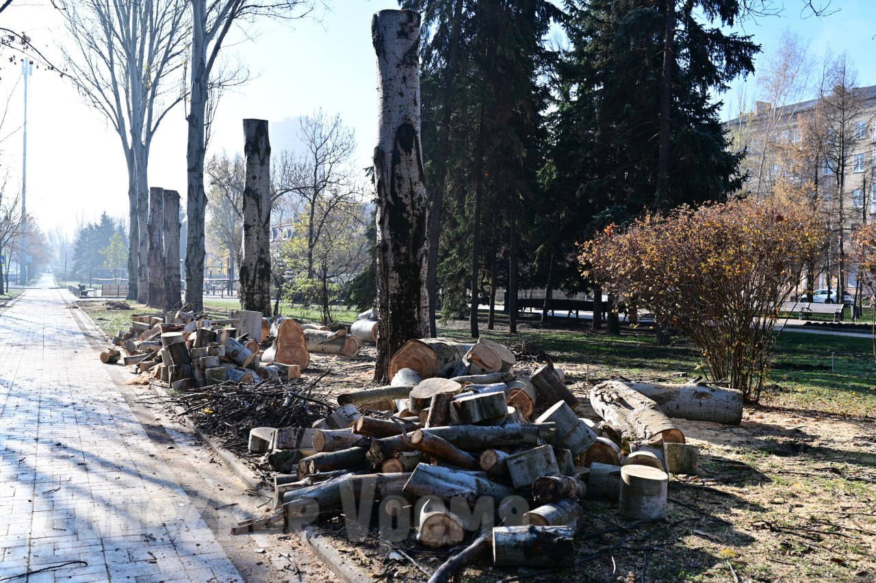 Стало светлее и безопаснее: на бульваре Пушкина в Донецке кронировали старые деревья Стало светлее и безопаснее: на бульваре Пушкина в Донецке кронировали старые деревья