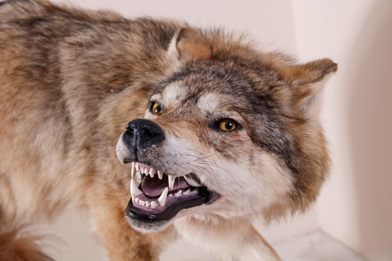 Фонды краеведческого музея пополнились зоологической коллекцией