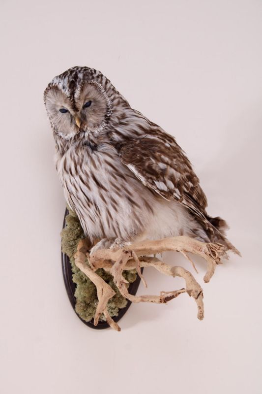 ����� �������������� ����� ����������� ������������� ����������