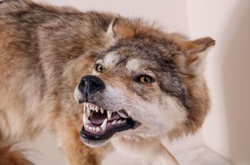 Фонды краеведческого музея пополнились зоологической коллекцией