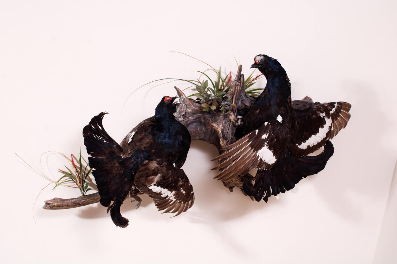 Фонды краеведческого музея пополнились зоологической коллекцией Фонды краеведческого музея пополнились зоологической коллекцией