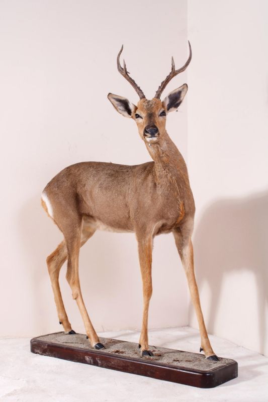 ����� �������������� ����� ����������� ������������� ����������