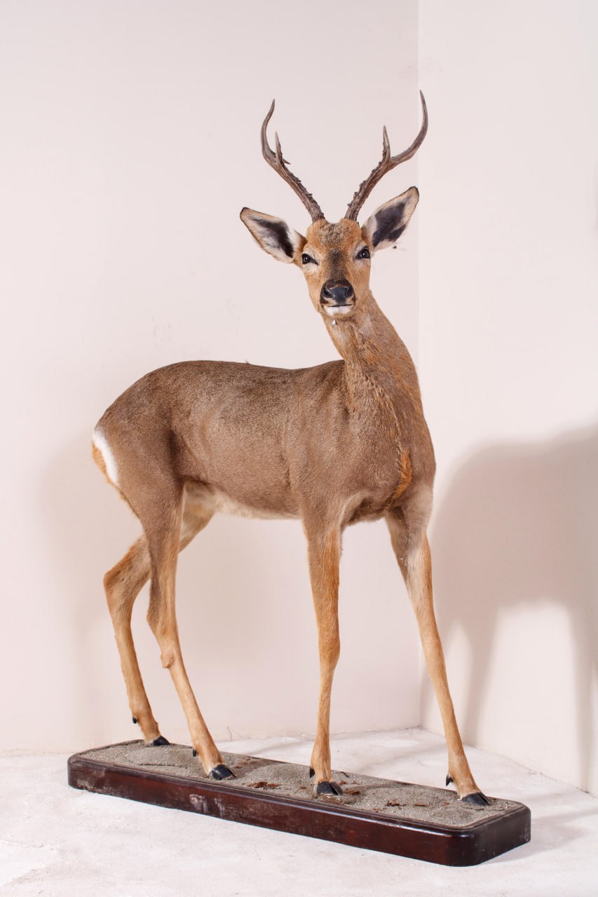 Фонды краеведческого музея пополнились зоологической коллекцией Фонды краеведческого музея пополнились зоологической коллекцией