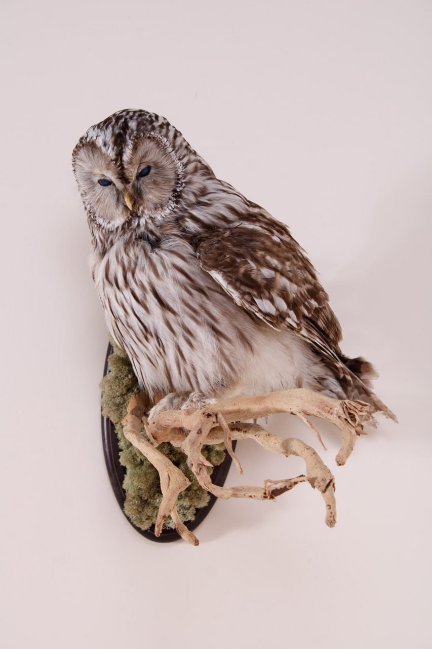 Новая зоологическая коллекция пополнила фонды Донецкого краеведческого музея Новая зоологическая коллекция пополнила фонды Донецкого краеведческого музея