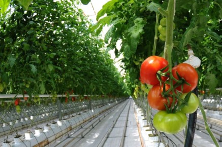 Единый институт пространственного планирования РФ в рамках разработки генерального плана Ждановки предлагает построить в городе современный тепличный комплекс