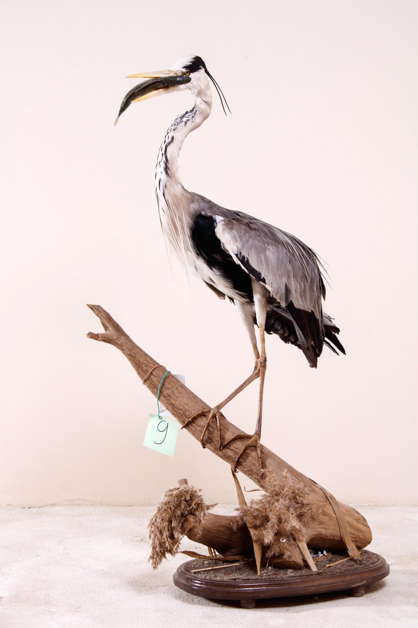 Новая зоологическая коллекция пополнила фонды Донецкого краеведческого музея