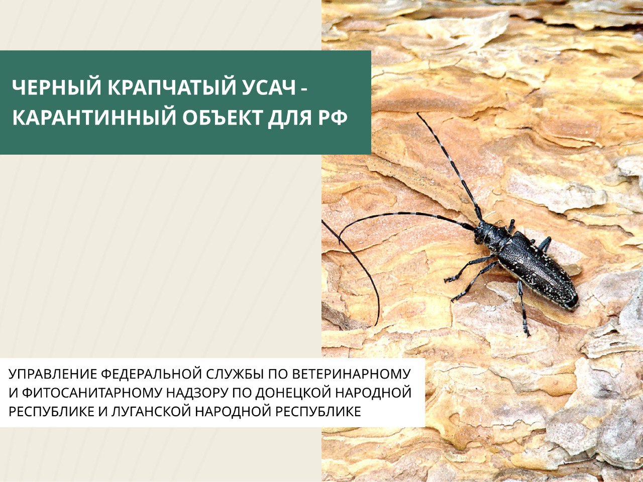 Чёрный крапчатый усач — редкий вредитель леса, который повреждает в основном лиственницу, а также сосну, кедр, ель