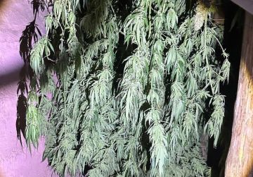 Более 10 кило конопли прятал у себя дома 41-летний житель Харцызска