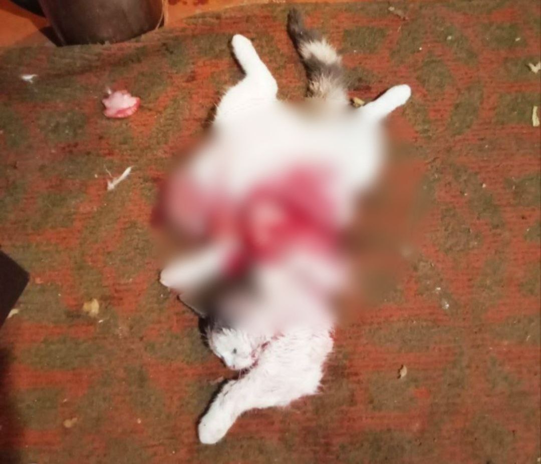 "Хотелось есть": живодер из ДНР выпотрошил котенка