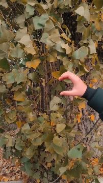 Друзья!. Успейте передать показания вовремя, с 20 по 25 ноября