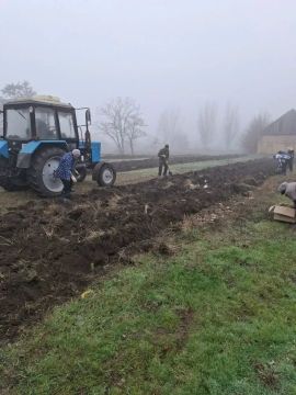 1 700 новых сосен: в Клёновке прошла масштабная экологическая акция