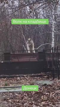 Раненый волк замечен в Донецке