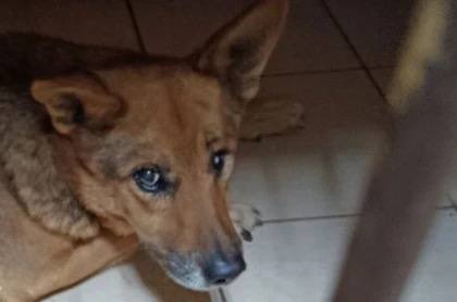 «Четвероногий пациент уже идет на поправку»: В Донецке выхаживают собаку, попавшую под колеса автомобиля