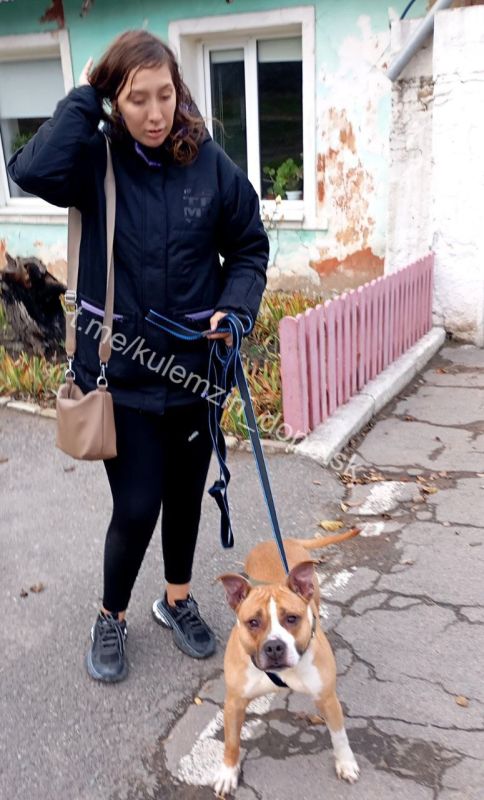 «Животные в городе» – это предприятие, которое помогает бездомным животным «Животные в городе» – это предприятие, которое помогает бездомным животным