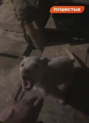 Боевой пёсель спасает наших ребят на передовой