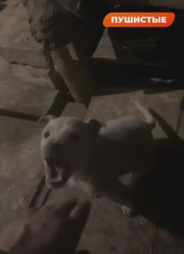 Боевой пёсель спасает наших ребят на передовой