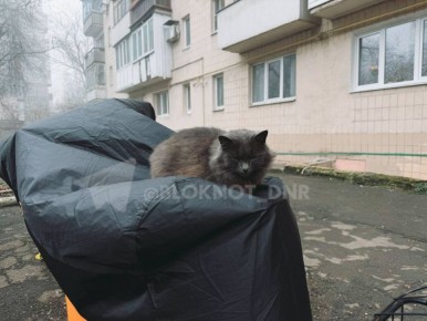 Донецкие котики готовятся к зиме