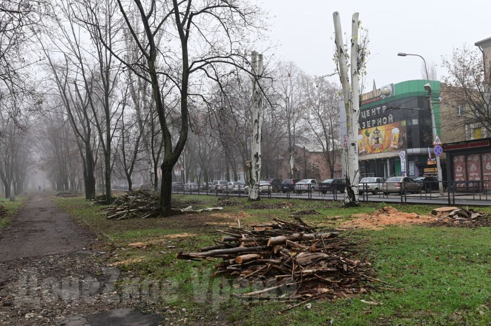 Не только в центре: в Калининском районе Донецка провели обрезку деревьев Не только в центре: в Калининском районе Донецка провели обрезку деревьев
