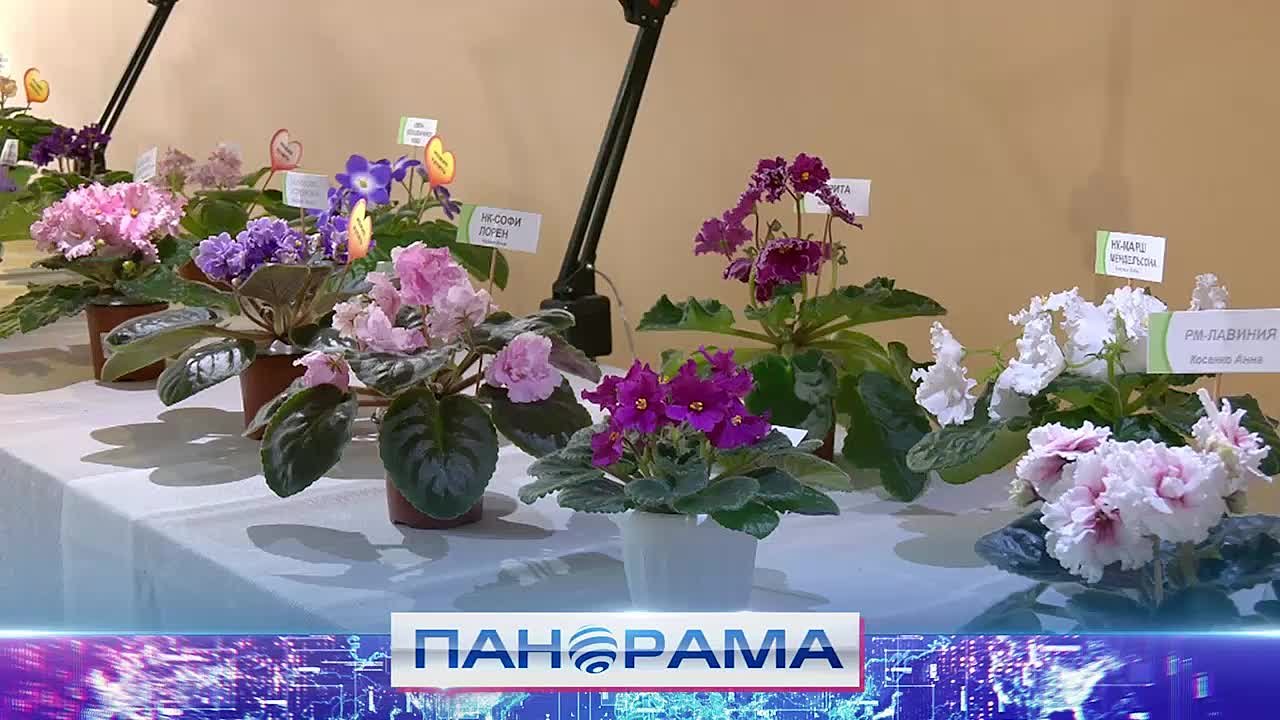 Удивительный мир фиалок представлен на выставке, открывшейся в Донецком ботаническом саду!