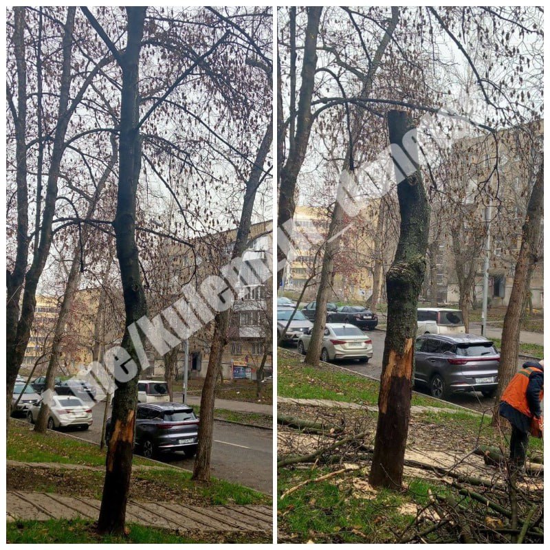 Сотрудники коммунального предприятия «Зелёное строительство» ежедневно занимаются уборкой и благоустройством городских территорий: убирают опавшую листву, подметают тротуары, обрезают и ликвидируют аварийные деревья Сотрудники коммунального предприятия «Зелёное строительство» ежедневно занимаются уборкой и благоустройством городских территорий: убирают опавшую листву, подметают тротуары, обрезают и ликвидируют аварийные деревья