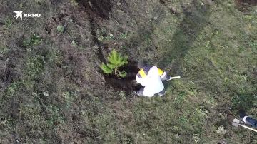 «Мы создаем живой щит!»: В Донбассе для борьбы с опустыниванием вдоль новых дорог высадят лесополосы