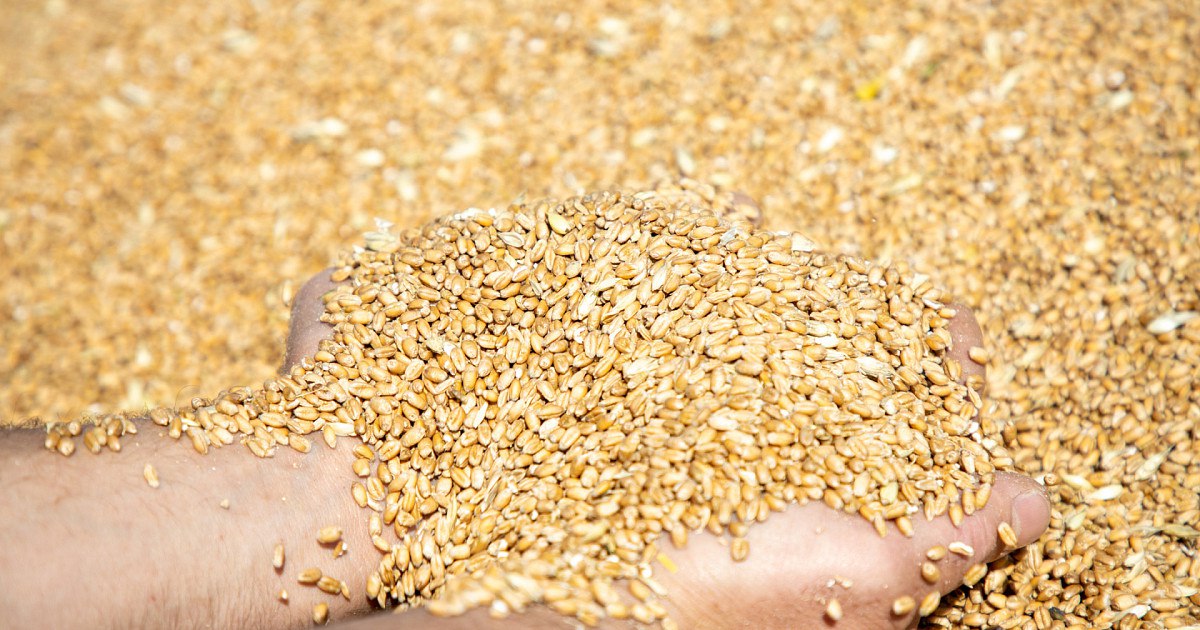 С 5 по 21 ноября 2025 года в ЛНР сотрудниками Управления Россельхознадзора по ДНР и ЛНР при проведении наблюдения за соблюдением обязательных требований были выявлены факты недостоверного декларирования зерна