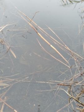 Сотрудники Минприроды ДНР по поручению Главы Донецкой Народной Республики провели проверку факта сброса канализационных стоков в Нижнекальмиусское водохранилище