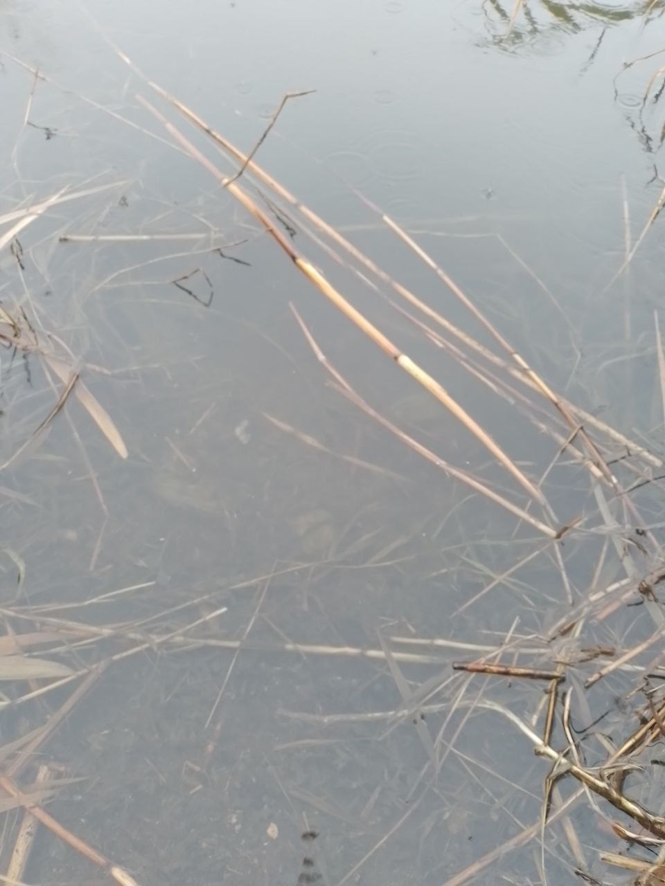 Сотрудники Минприроды ДНР по поручению Главы Донецкой Народной Республики провели проверку факта сброса канализационных стоков в Нижнекальмиусское водохранилище