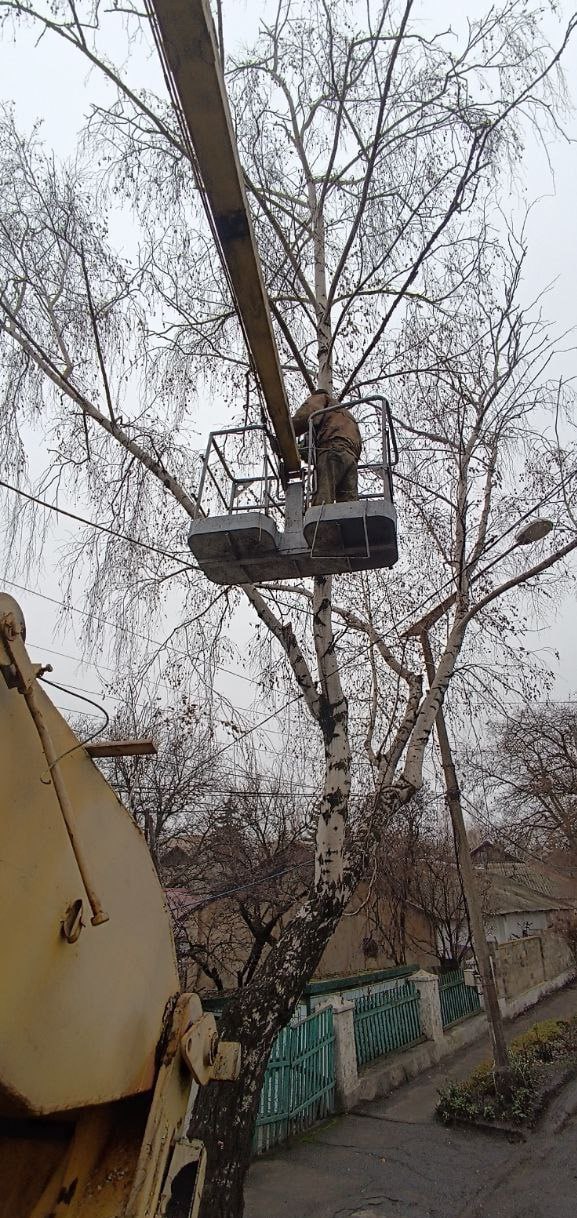 Кронирование деревьев – дело необходимое