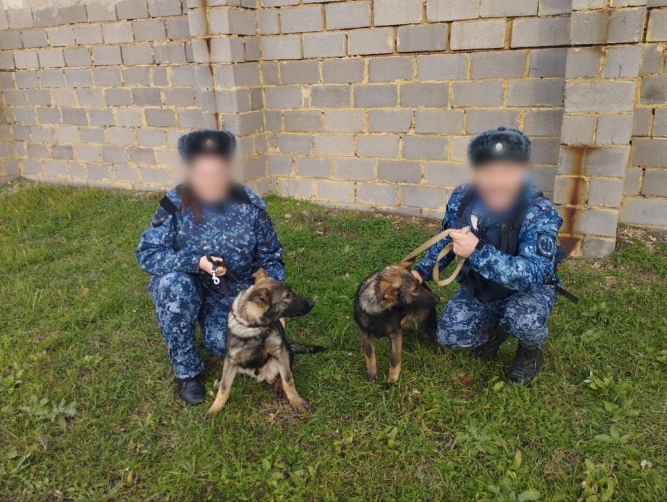 Все на “У”: семь щенков немецкой овчарки прибыли в ДНР из Саратова для несения службы Все на “У”: семь щенков немецкой овчарки прибыли в ДНР из Саратова для несения службы