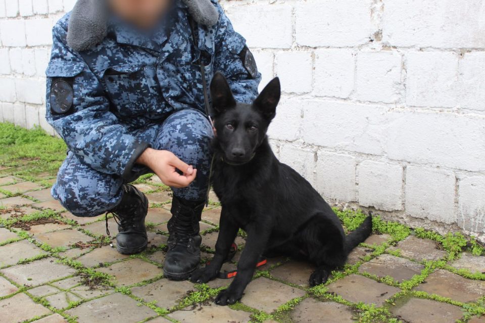Все на “У”: семь щенков немецкой овчарки прибыли в ДНР из Саратова для несения службы Все на “У”: семь щенков немецкой овчарки прибыли в ДНР из Саратова для несения службы