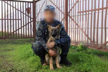 Все на “У”: семь щенков немецкой овчарки прибыли в ДНР из Саратова для несения службы