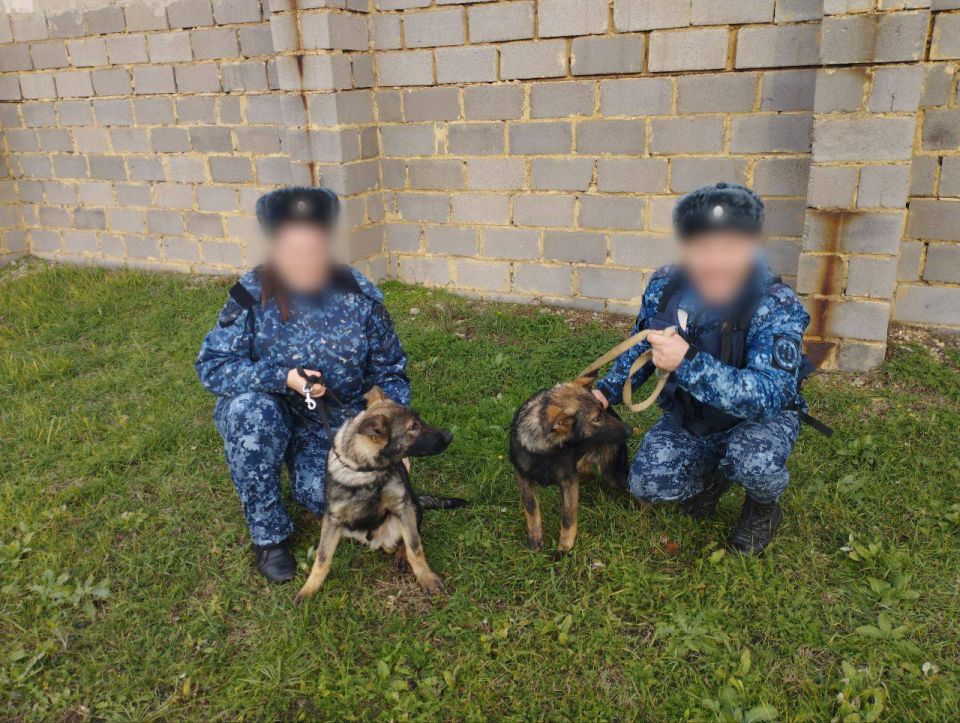 Семь немецких овчарок из Саратова пополнили ряды служебных собак в ДНР Семь немецких овчарок из Саратова пополнили ряды служебных собак в ДНР