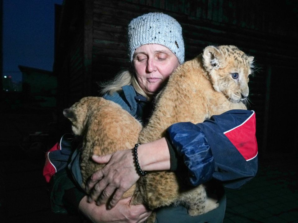 Антон Кольцов: В Мариупольский зоопарк прибыла новая обитательница – двухмесячная львица Антон Кольцов: В Мариупольский зоопарк прибыла новая обитательница – двухмесячная львица