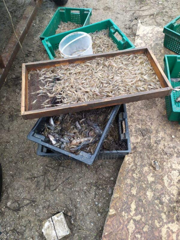Житель ДНР ловил рыбу на кустарной посудине в Азовском море и получил «уголовку» Житель ДНР ловил рыбу на кустарной посудине в Азовском море и получил «уголовку»