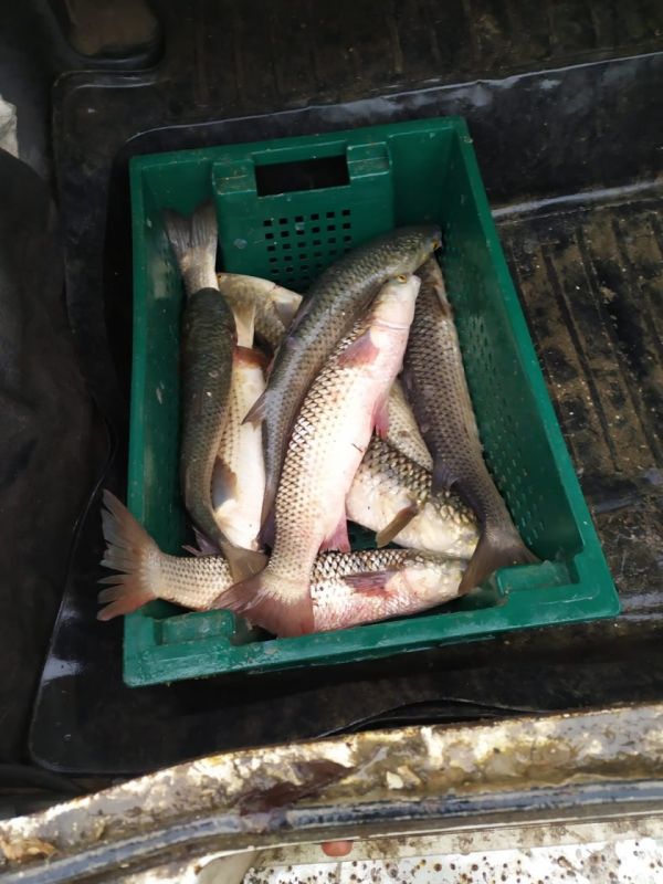 Полицейские пресекли факт незаконного вылова рыбы Полицейские пресекли факт незаконного вылова рыбы