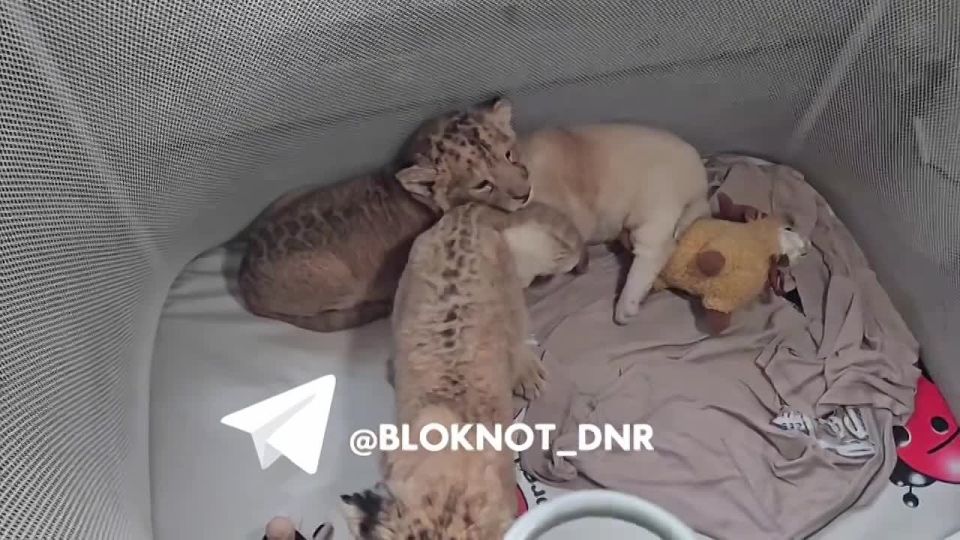 Спасенный в ДНР львенок подружился со сверстниками в зоопарке Мариуполя