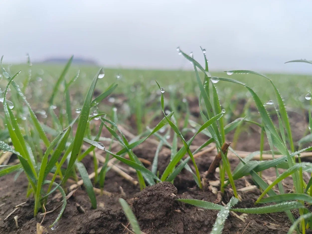 В ДНР взошло более 90% посевов озимых культур