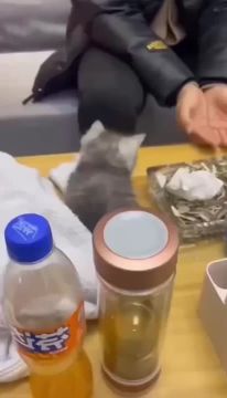 Нашим водителям, порой, нужно поучиться у этого хвостика!