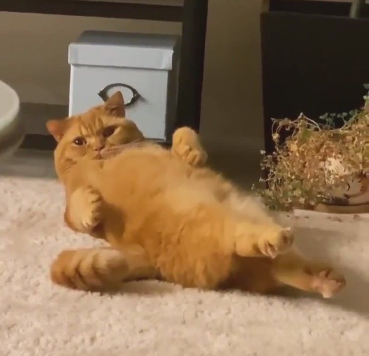 Проснулся, сладко потянулся и снова на бочок желательно под одеялко